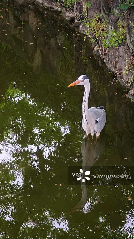 大阪住吉公园是 1873 年开放的古老公园，有历史遗迹，四季花草繁茂，兼具休闲与文化氛围图片素材