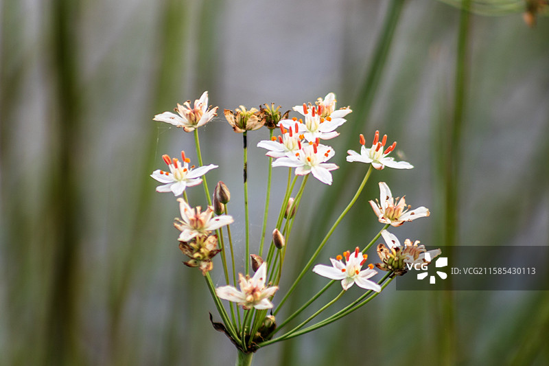 花蔺特写图片素材