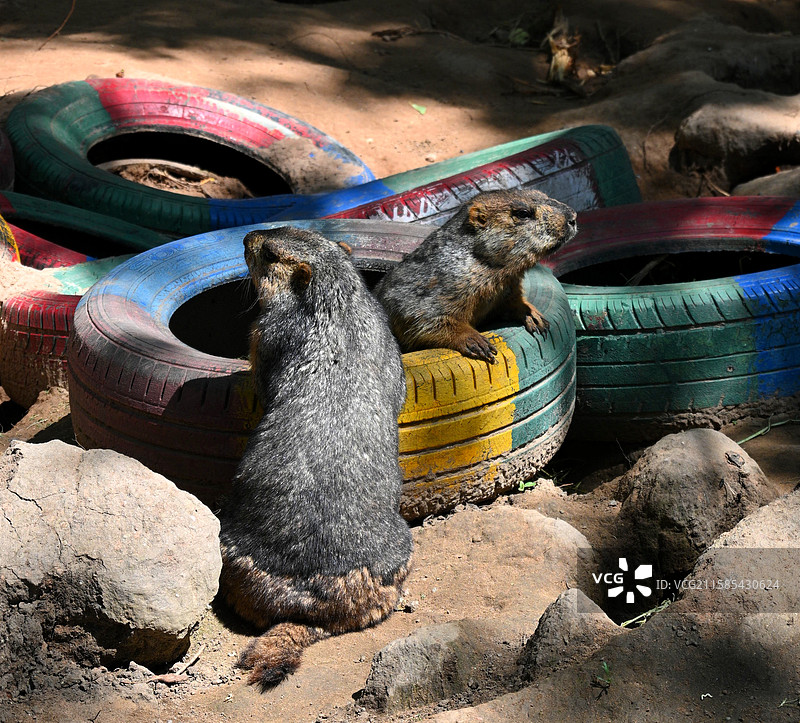 鄂尔多斯野生动物园 土拨鼠图片素材