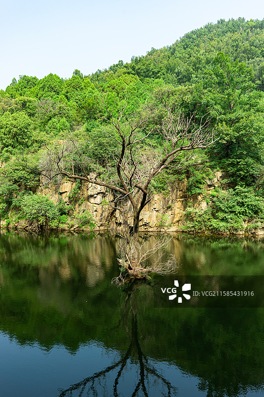 中国山东泰安泰山区著名景点玉泉寺泰山风景区，碧绿的湖泊中央一颗死亡的秃树，户外白昼无人图像摄影图片素材