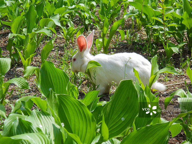 白色兔子在绿叶丛中图片素材