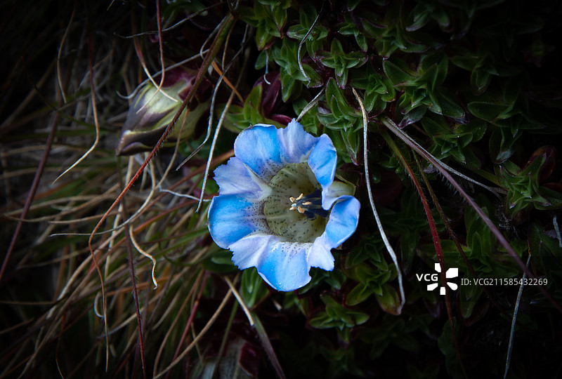 植物上的蓝色花朵特写镜头 龙胆图片素材