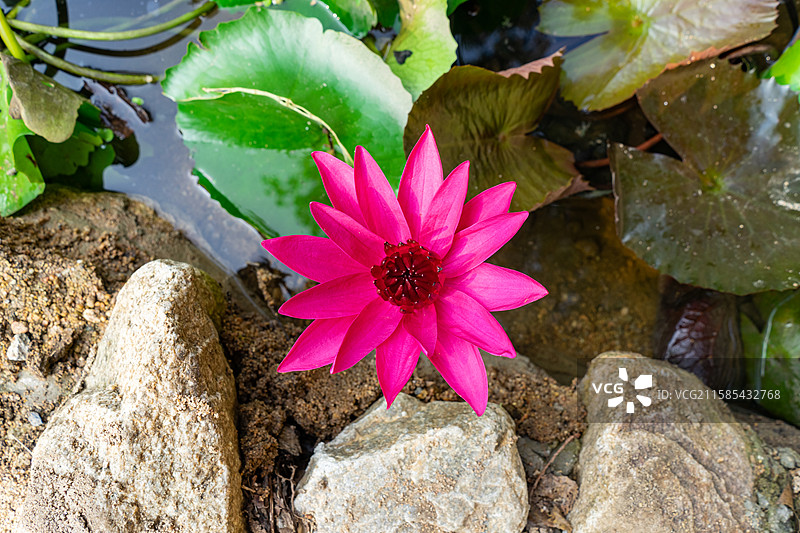 中国野生植物水生植物拍摄主题，荷塘里漂浮着美丽的荷花与荷叶，户外无人图像摄影图片素材