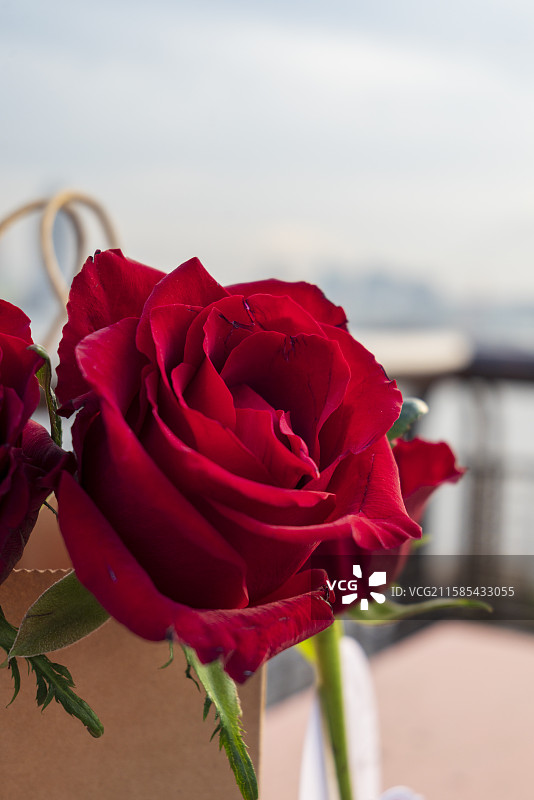 室外盛开的在纸袋里的红玫瑰特写镜头图片素材