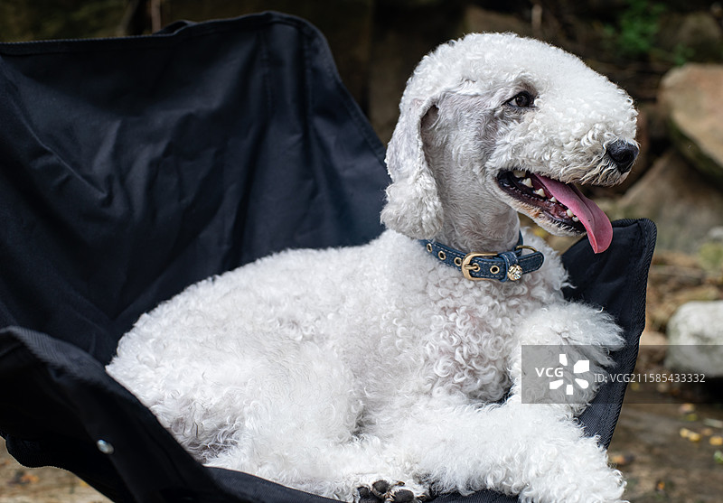 中国家庭宠物拍摄主题，一只白色的可爱的贝灵顿梗犬趴在椅子上，户外白昼无人图像摄影图片素材