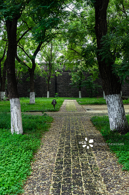 中国园林中式庭院拍摄主题，山东泰安岱庙城墙和洋槐树落的花和花园路，户外白昼无人图像摄影图片素材