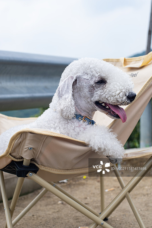 中国家庭宠物拍摄主题，一只白色的可爱的贝灵顿梗犬趴在椅子上，户外白昼无人图像摄影图片素材
