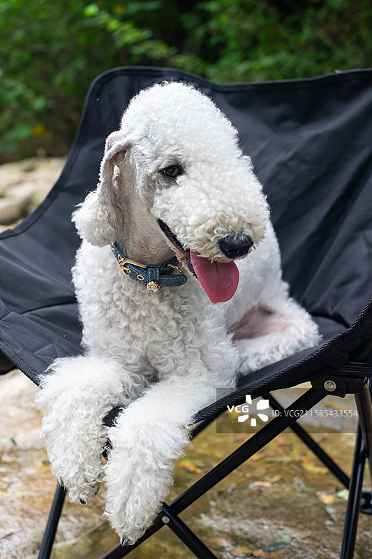 中国家庭宠物拍摄主题，一只白色的可爱的贝灵顿梗犬趴在椅子上，户外白昼无人图像摄影图片素材