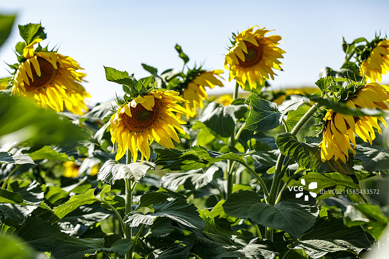 内蒙古自治区呼和浩特市武川县的向日葵花田图片素材