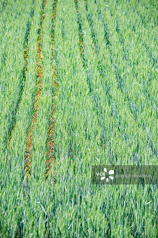 中国野生植物和野外植物拍摄主题，春天的田地里生长出一片绿色的小麦麦田，户外白昼无人图像摄影图片素材