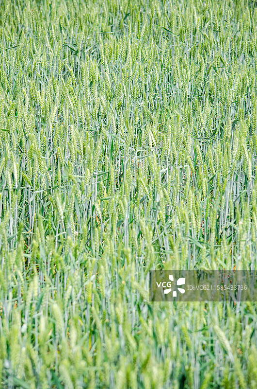 中国野生植物和野外植物拍摄主题，春天的田地里生长出一片绿色的小麦麦田，户外白昼无人图像摄影图片素材