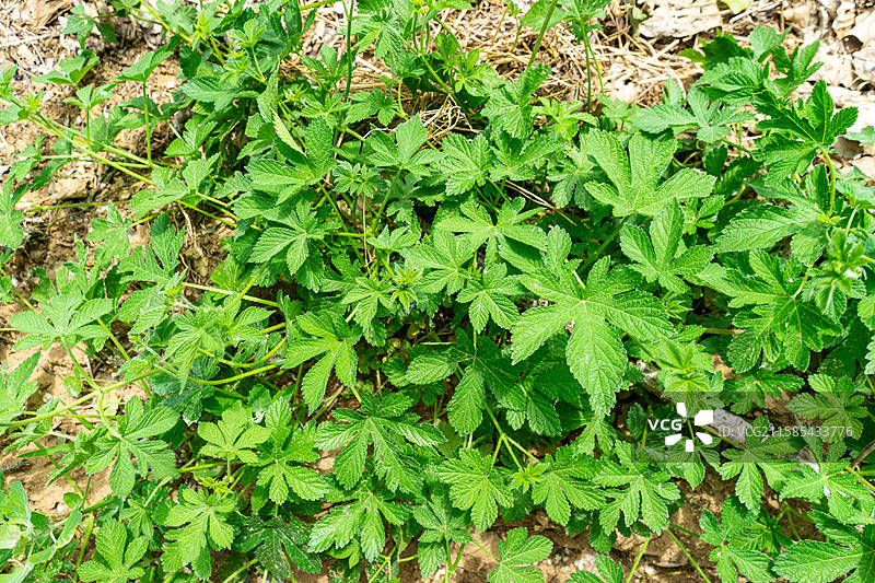 中国野生植物拍摄主题，陆地生长出绿色的嫩芽的拉拉秧葎草勒草、葛勒子秧、拉拉藤，户外白昼无人图像摄影图片素材