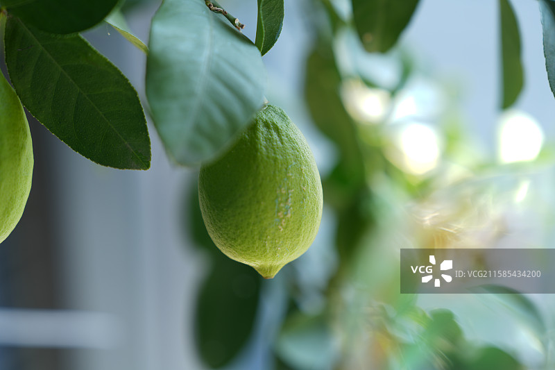 夏日家里柠檬的小清新图片素材