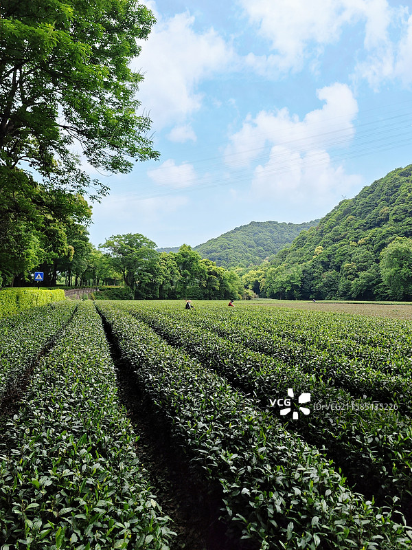 蓝天白云下的茶园风光，春天里的绿色茶园，杭州市西湖区梅家坞茶村龙井绿茶园风景图片素材