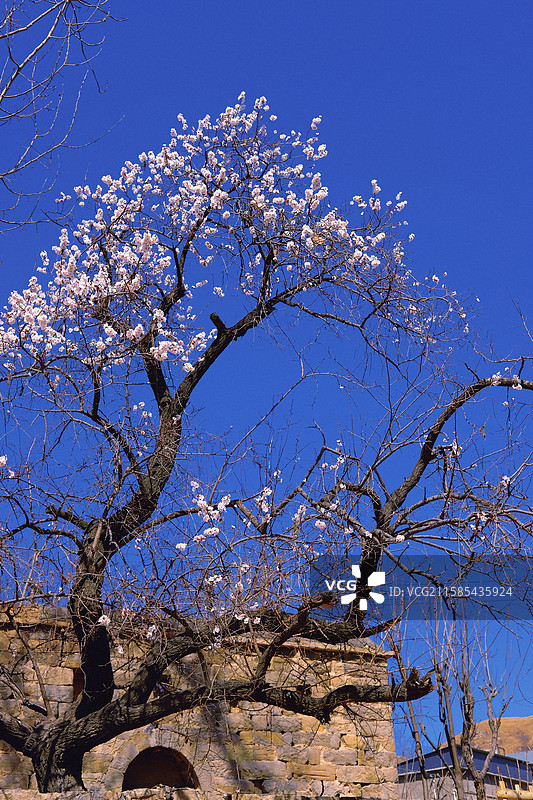 春天山村盛开的杏花。乡村老石头房子。高清乡村风景背景图图片素材