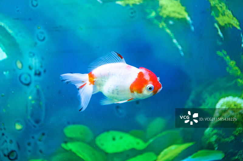 油画般美丽的白色红顶金鱼图片素材