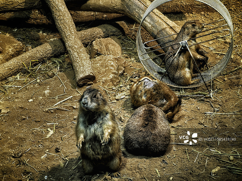 土拨鼠图片素材