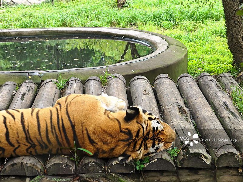 睡觉的东北虎特写镜头图片素材