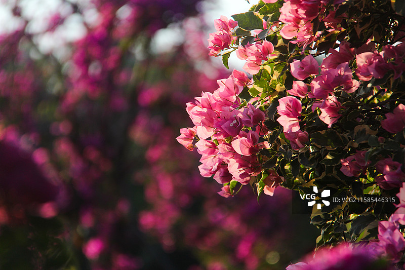 盛开的三角梅勒杜鹃特写图片素材