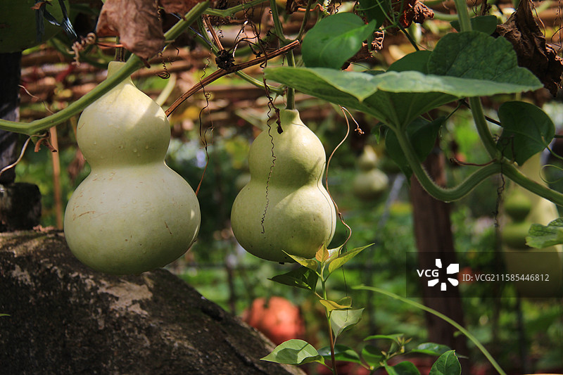 成熟的葫芦在藤上图片素材