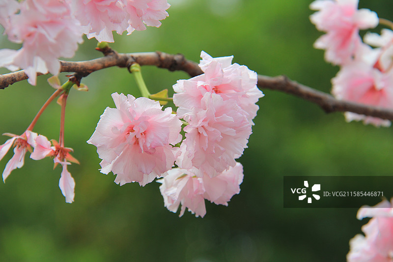 深圳观澜湖的樱花花海图片素材