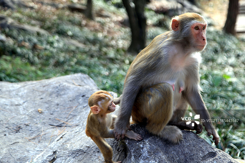 浙江杭州千岛湖桂花岛的猴子图片素材
