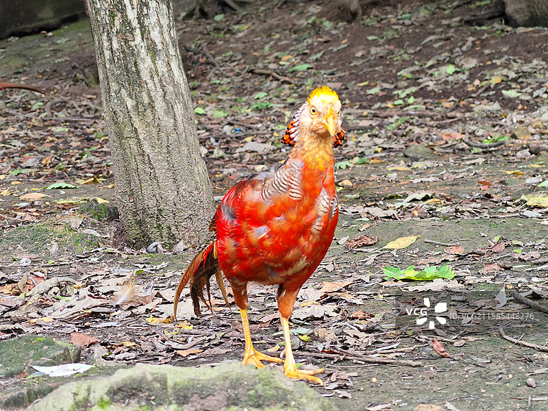 红腹锦鸡图片素材