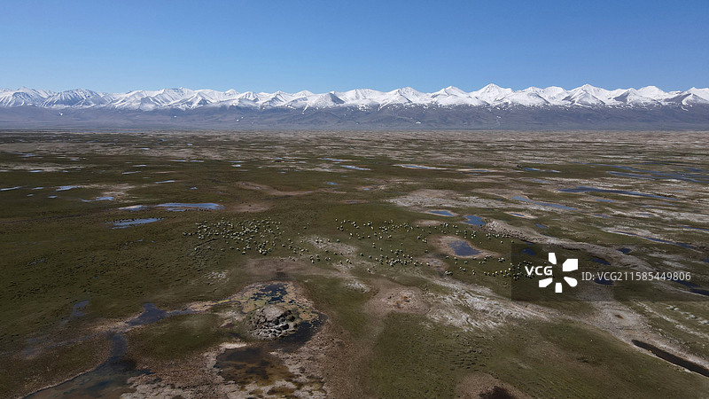 天山脚下奔跑的羊群图片素材