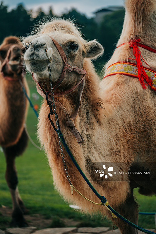 武隆仙女山-骆驼在田野上的特写镜头图片素材