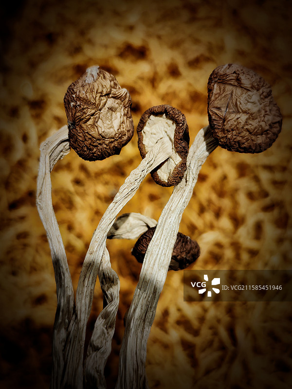山珍：茶树菇的特写镜头图片素材
