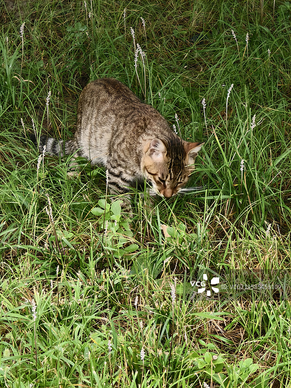 小猫找食物图片素材