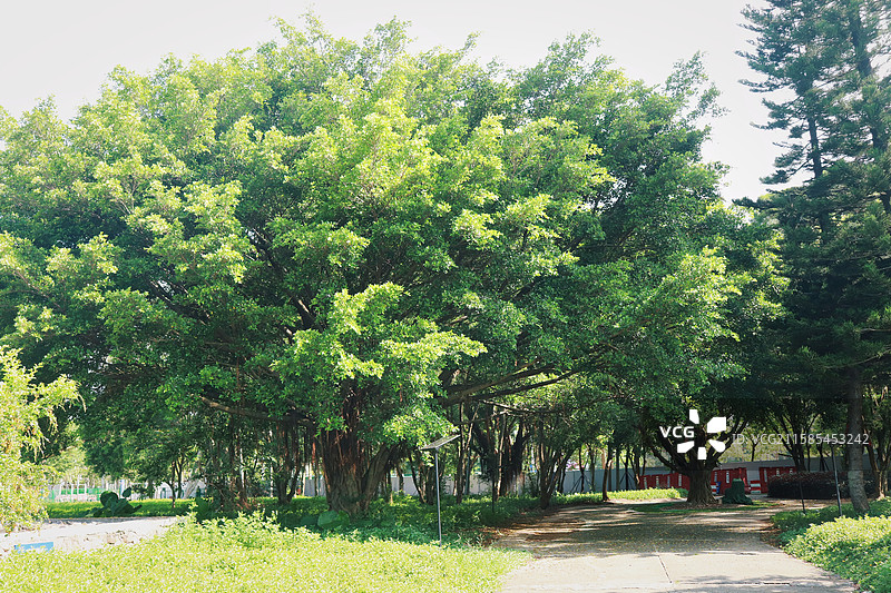 公园里的树木图片素材