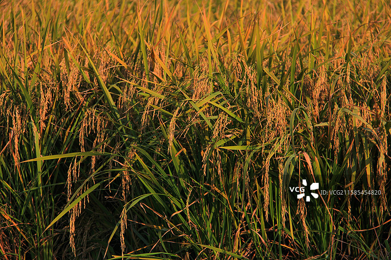 秋天田野里的水稻黄了图片素材