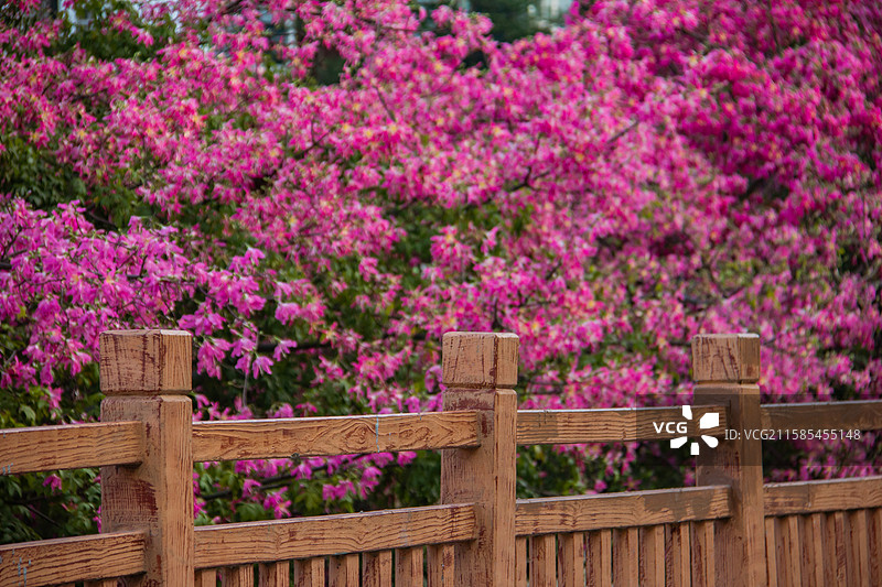 深圳观澜湖异木棉花海栈道图片素材