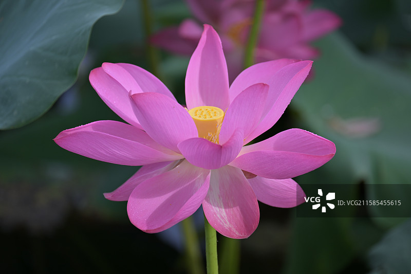 清晨阳光下什纳海绽放开的荷花图片素材