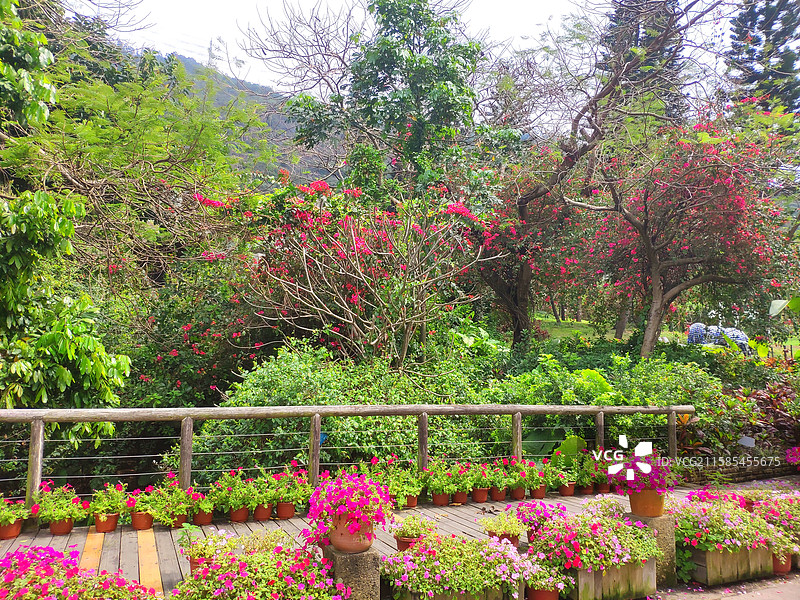 深圳青青世界的花和植物图片素材