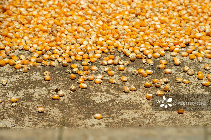 玉米图片图片素材