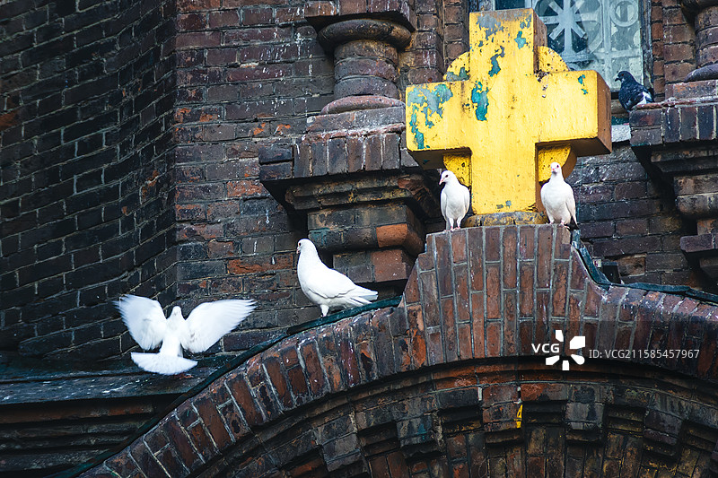 栖息在教堂的和平鸽图片素材