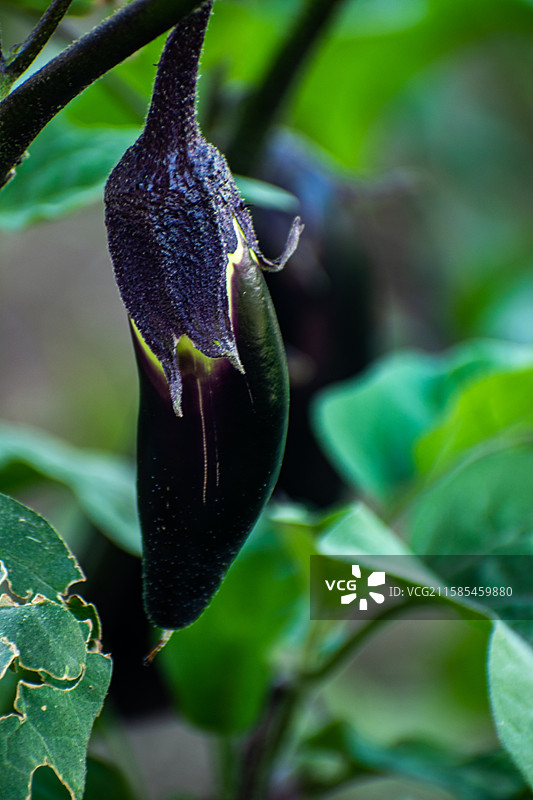 新疆菜园、蔬菜、茄子、菜园子、种植、农业、收获图片素材