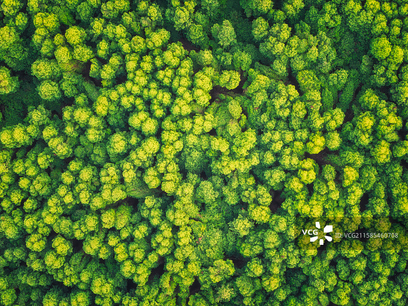 昆明捞鱼河公园水杉林图片素材