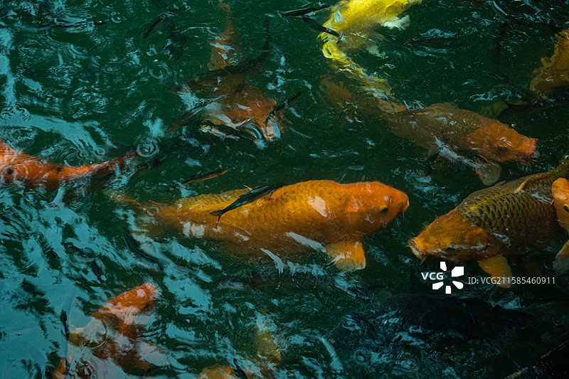 水里的金鱼图片素材