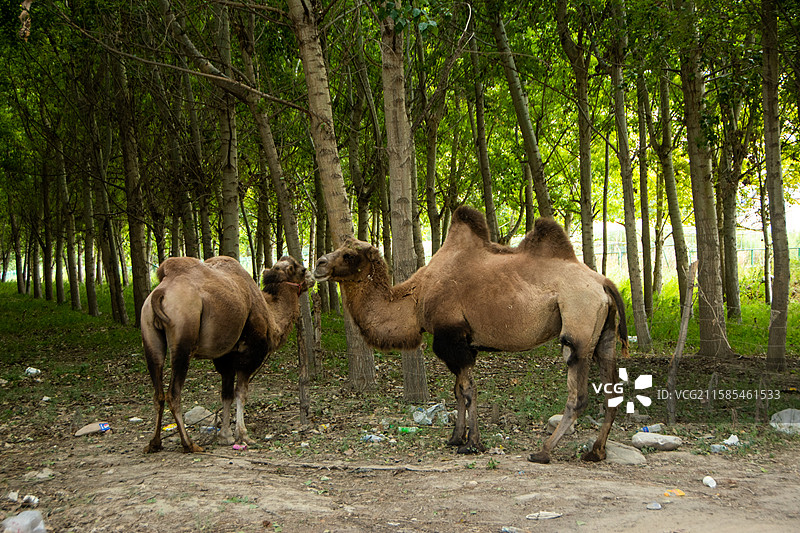 新疆伊犁骆驼、骆驼、动物、养殖骆驼图片素材