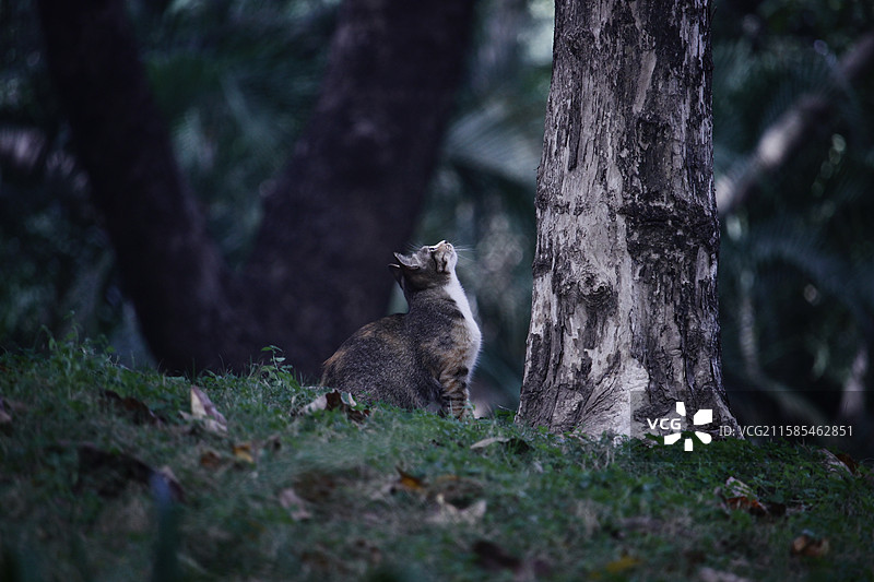 猫坐在地上的侧视图图片素材