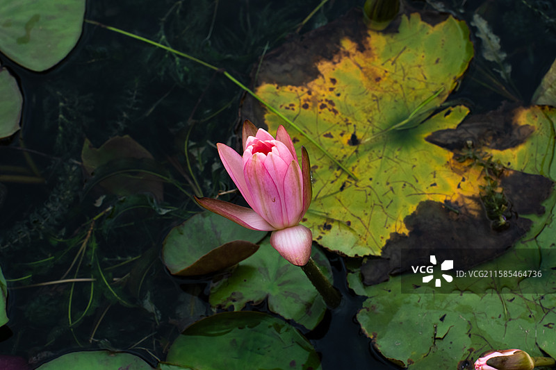 渼陂湖睡莲图片素材