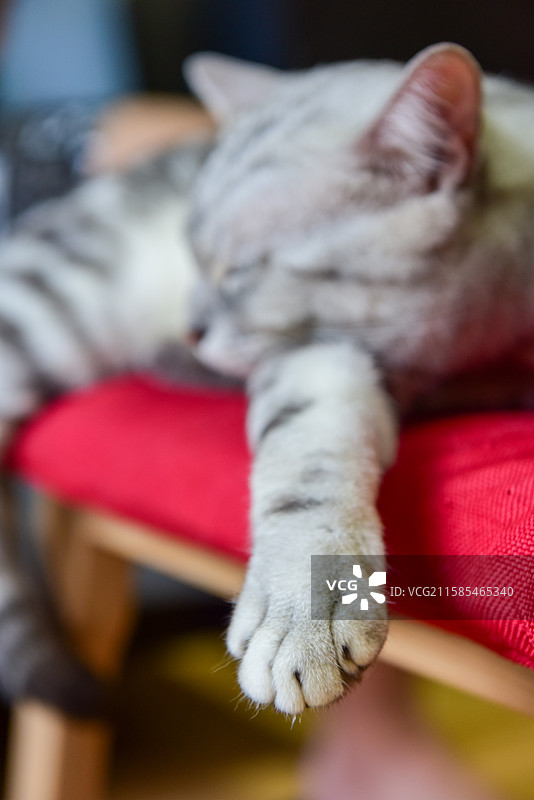 猫咪蜷缩在红色椅子上休息图片素材