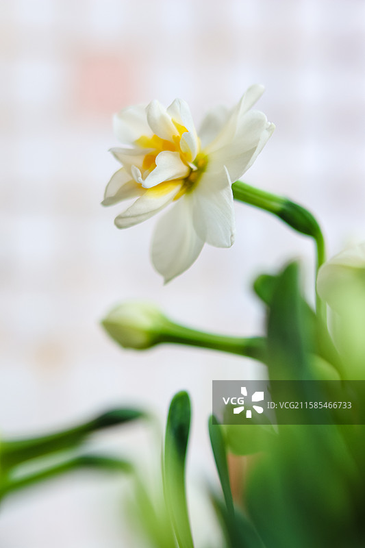 那天绽放的水仙花……图片素材