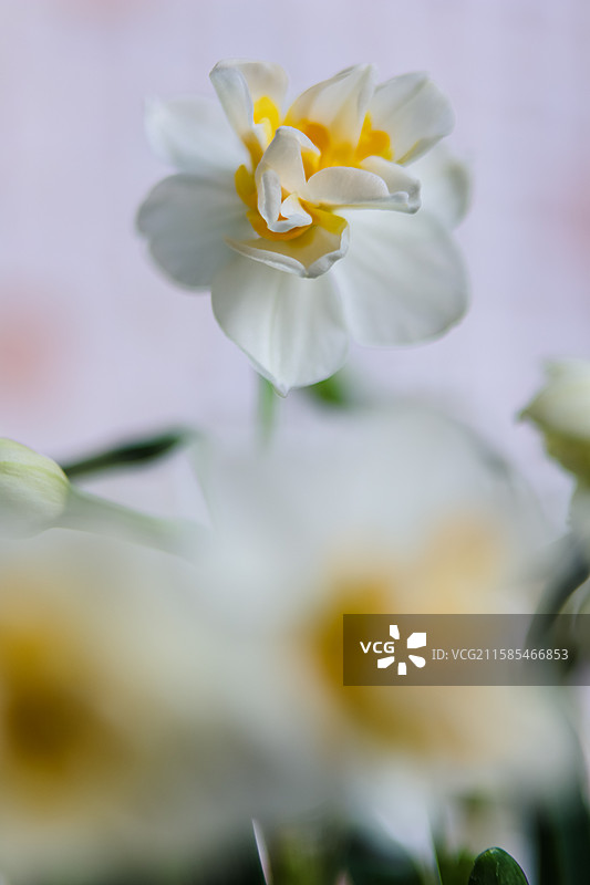 那天绽放的水仙花……图片素材