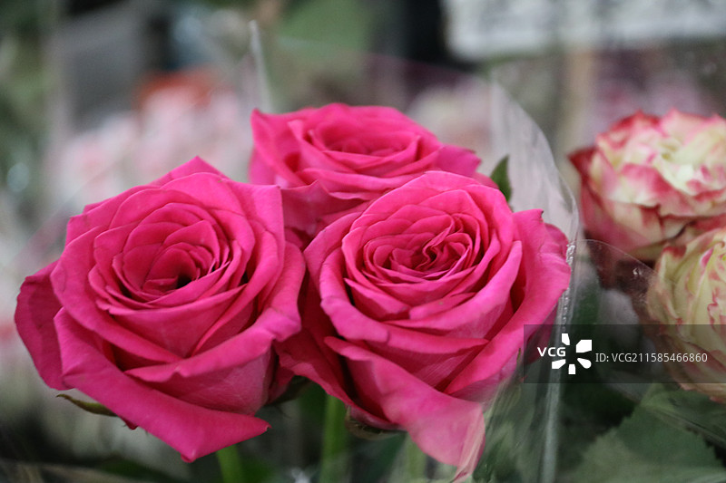 弗洛伊德玫瑰花束图片素材