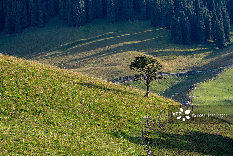 琼库什台草原上的树图片素材