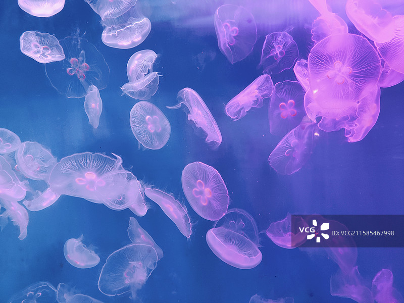 浪漫的水母图片素材